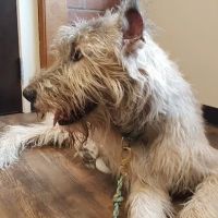Annotto Bay Veterinary Clinic ico