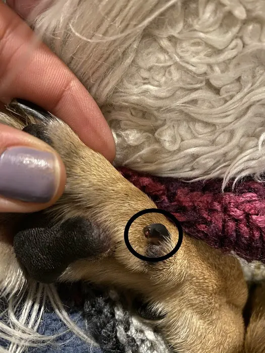 Annotto Bay Veterinary Clinic 8