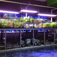 The Fish Crew ico