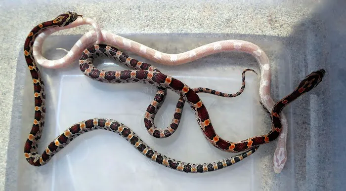 Feeders Unlimited 2