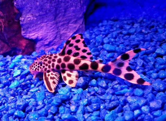 Animal Attraction 8