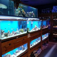 Animal Attraction ico