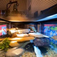 Scales 'N Tails Ft. Collins ico