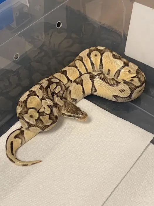 Scales 'N Tails Ft. Collins 9