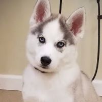 Carolina Place Animal Hospital ico