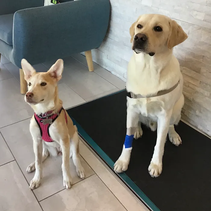 Embrace Veterinary Care-Animal Hospital-Richmond-Aliana 6