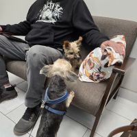 Embrace Veterinary Care-Animal Hospital-Richmond-Aliana ico