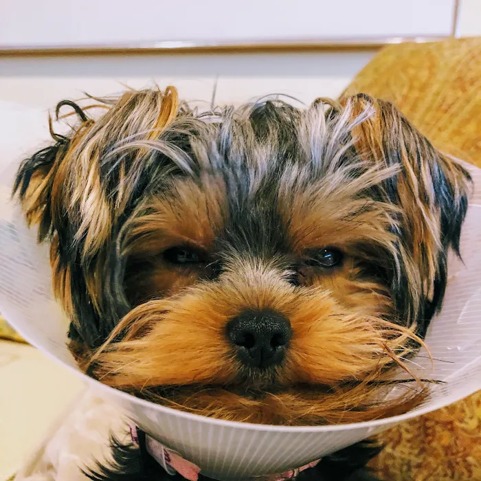 Embrace Veterinary Care-Animal Hospital-Richmond-Aliana 7