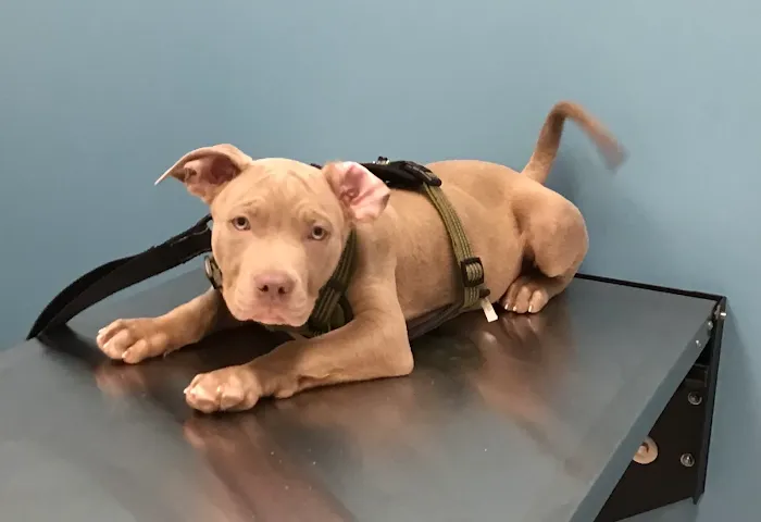 Embrace Veterinary Care-Animal Hospital-Richmond-Aliana 9