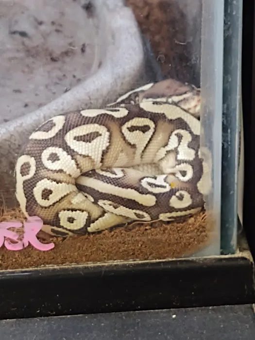 Petco 5
