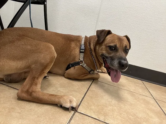Houston Animal Hospital 6