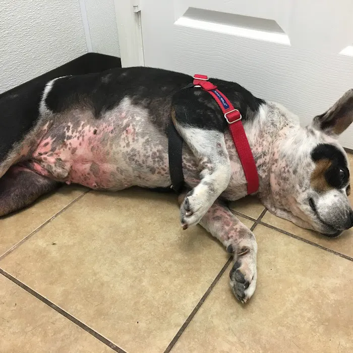 Houston Animal Hospital 1