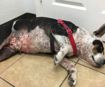 Houston Animal Hospital
