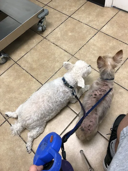 Houston Animal Hospital 10