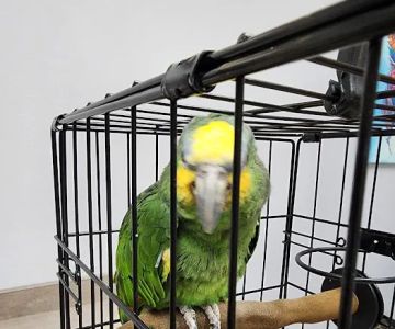 ABC Animal & Bird Clinic
