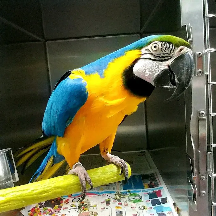 ABC Animal & Bird Clinic 7