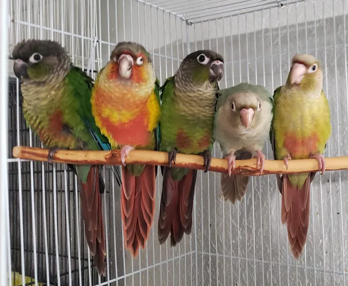 Exotic Bird Ranch 3