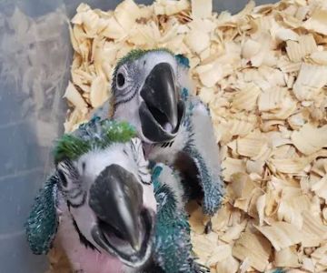 Exotic Bird Ranch
