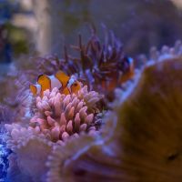 Underwater Wonders ico