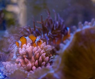 Underwater Wonders