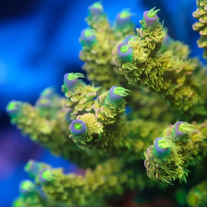 Underwater Wonders 10