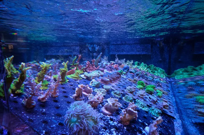 Underwater Wonders 8