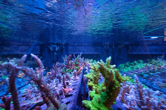 Underwater Wonders 6