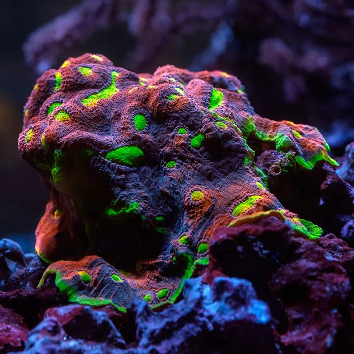 Underwater Wonders 2