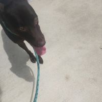 Pet Check Animal Clinic at Grand Mission ico