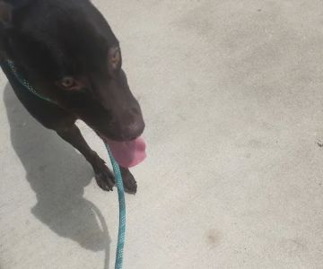 Pet Check Animal Clinic at Grand Mission