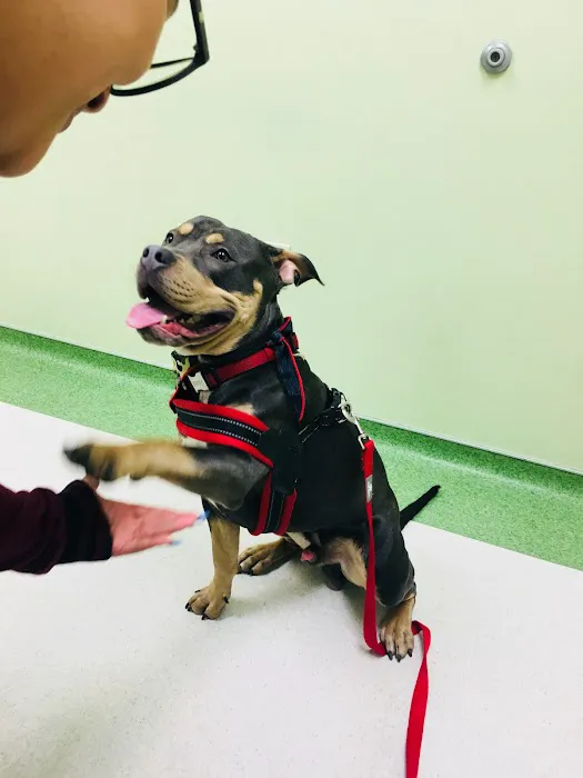 Sugar Land Pet Hospital 8