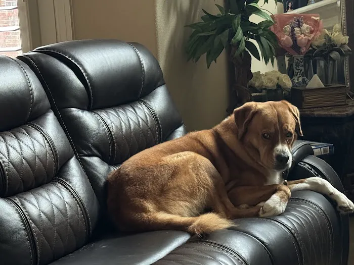 Sugar Land Pet Hospital 3