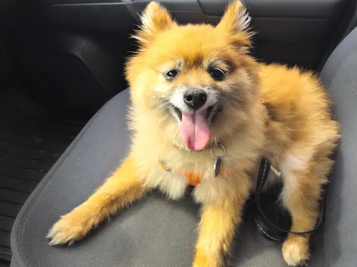 Sugar Land Pet Hospital 1