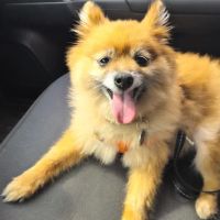 Sugar Land Pet Hospital ico