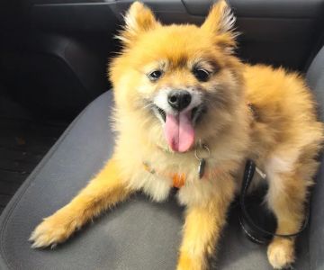Sugar Land Pet Hospital