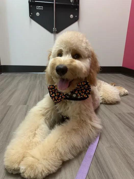 Neighborhood Pet Hospital 8