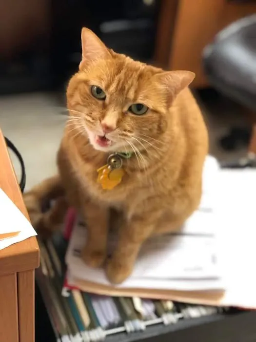 Friendship Animal Hospital 9