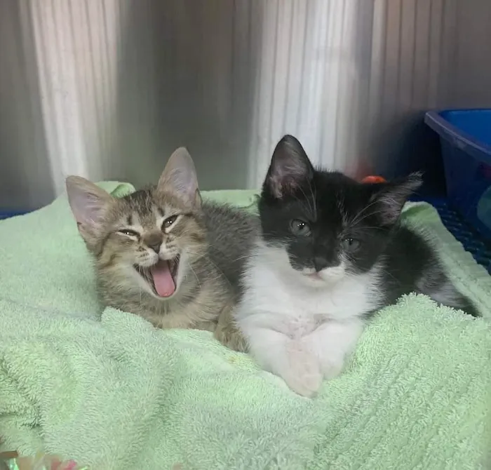 Friendship Animal Hospital 1