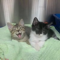 Friendship Animal Hospital ico