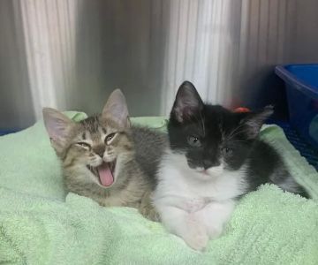 Friendship Animal Hospital