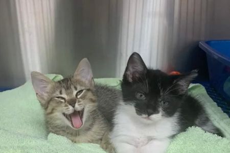 Friendship Animal Hospital