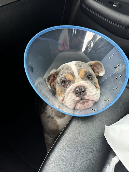 Animal Eye Medical & Surgical Specialists 5