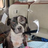 Animal Eye Medical & Surgical Specialists ico
