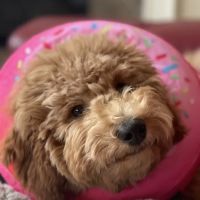 Katy Pet Wellness Solutions ico