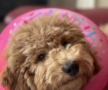 Katy Pet Wellness Solutions