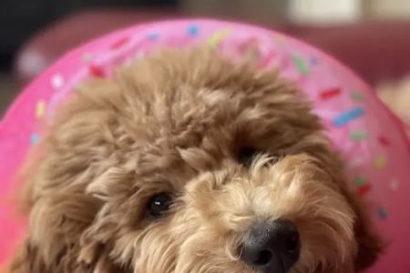 Katy Pet Wellness Solutions