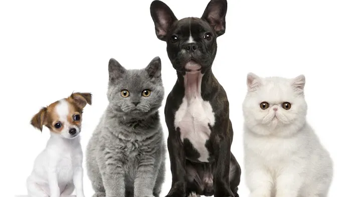Katy Pet Wellness Solutions 12