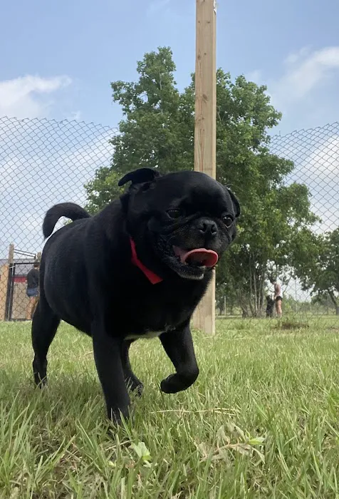 Katy Pet Wellness Solutions 12