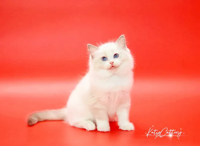 Katy Cattery 12