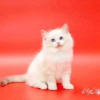 Katy Cattery ico